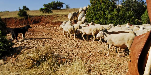 Herd of sheep on the Causse de Sauveterre with the shepherd and his dog
