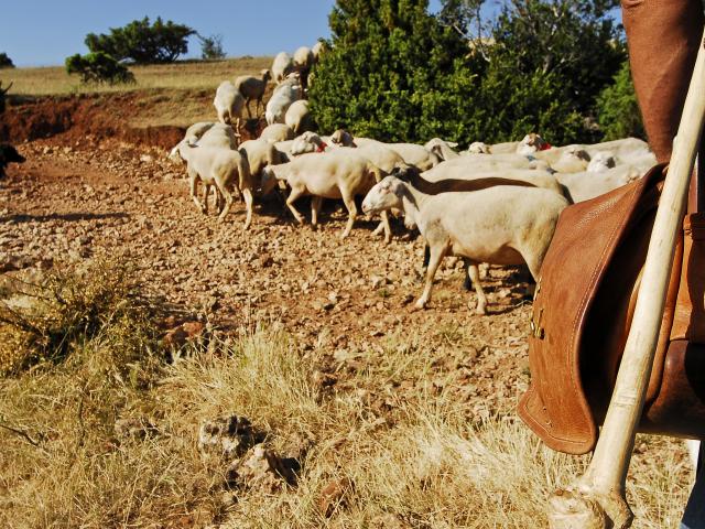 Herd of sheep on the Causse de Sauveterre with the shepherd and his dog