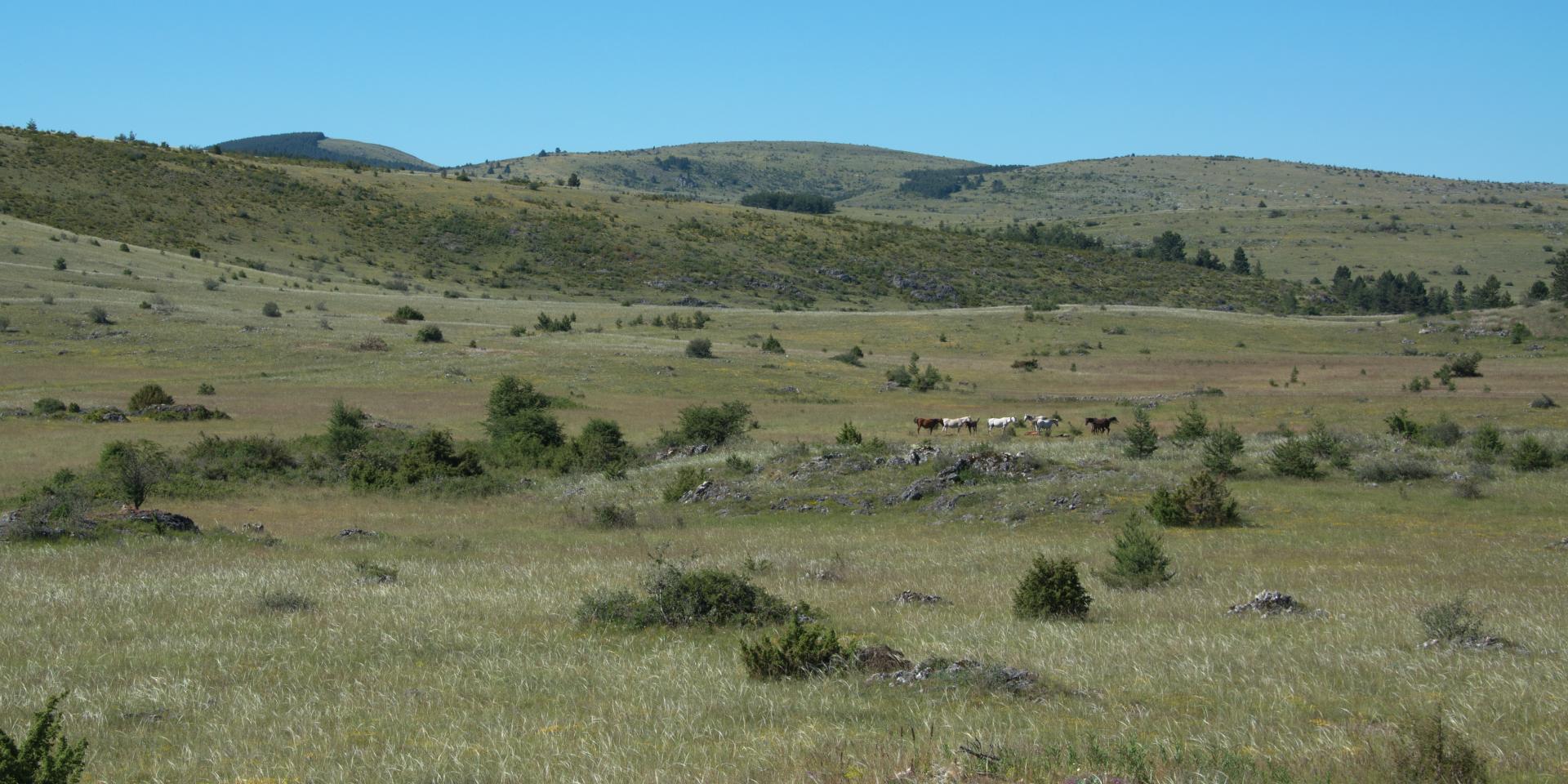 Causse Méjean, wide open spaces without too much vegetation