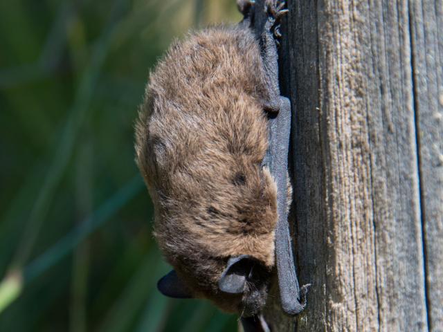 Bat - Vallon de l'Urugne