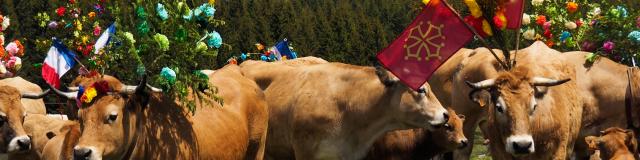 Aubrac cows decorated for the Transhumance at Bonnecombe en Aubrac. The Fête de la Transhumance takes place on Sunday around May 25.