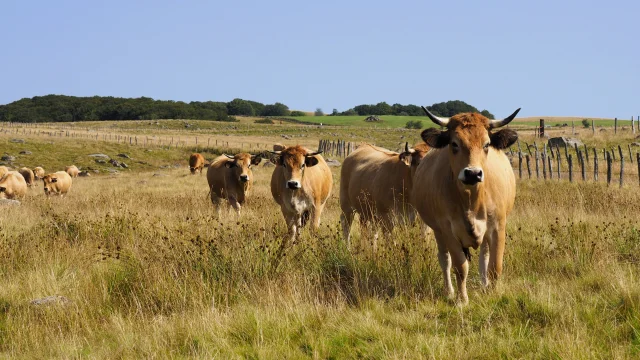 Herd of Aubrac cows