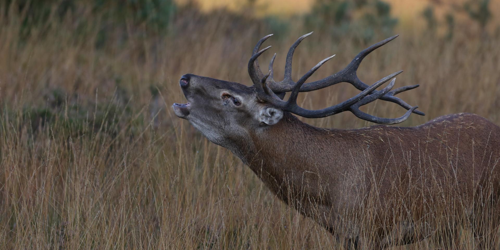 Stag during the grazing season on the Aubrac.