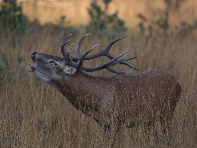 Stag during the grazing season on the Aubrac.