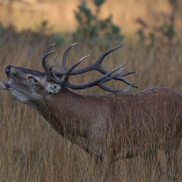 Stag during the grazing season on the Aubrac.