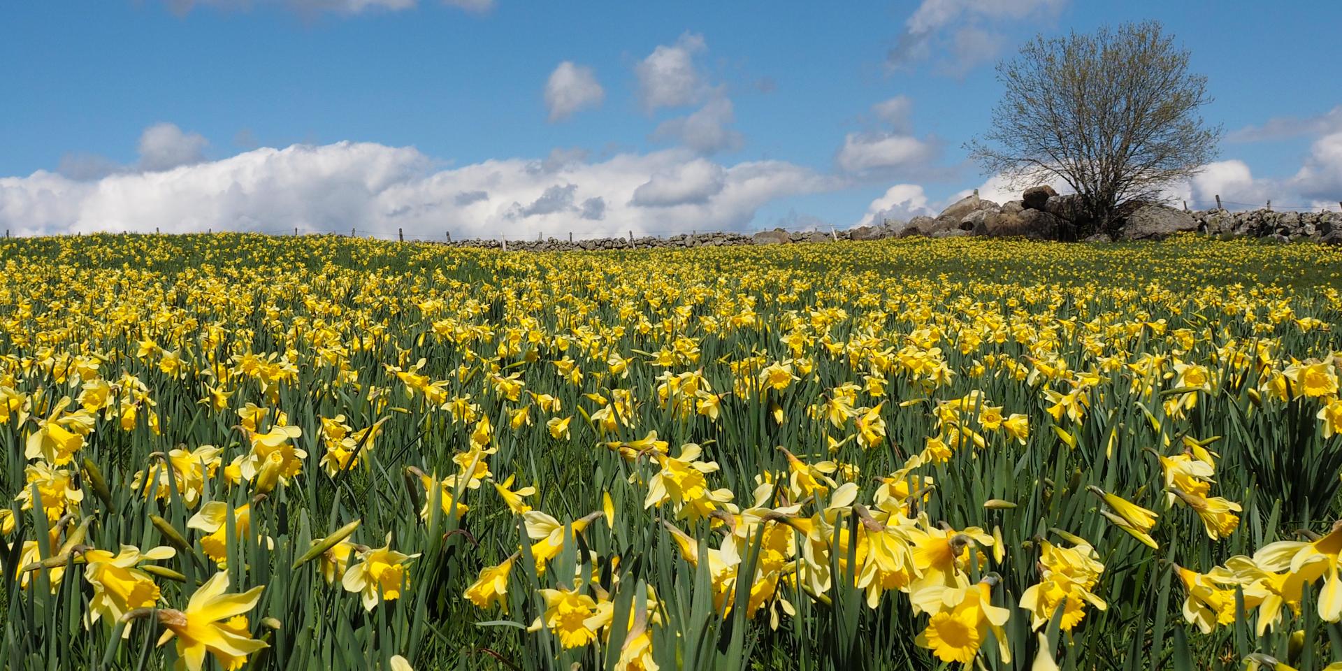 Field of Aubrac daffodils.