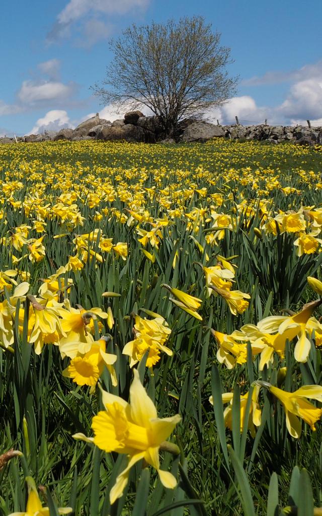 Field of Aubrac daffodils.