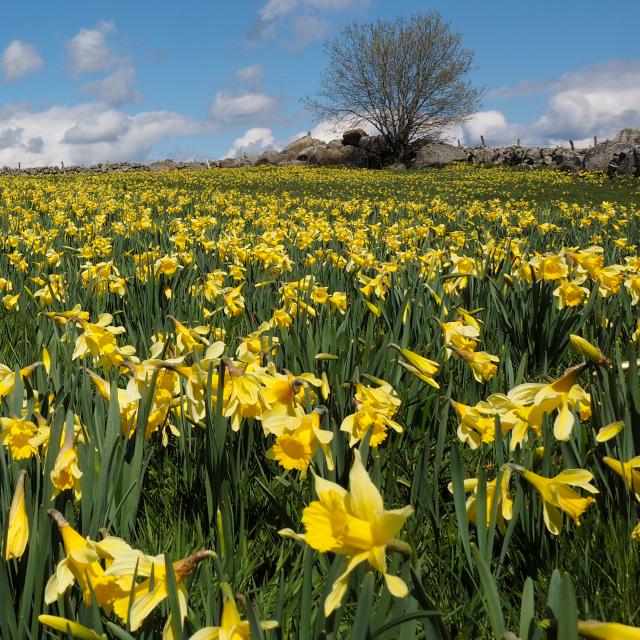 Field of Aubrac daffodils.