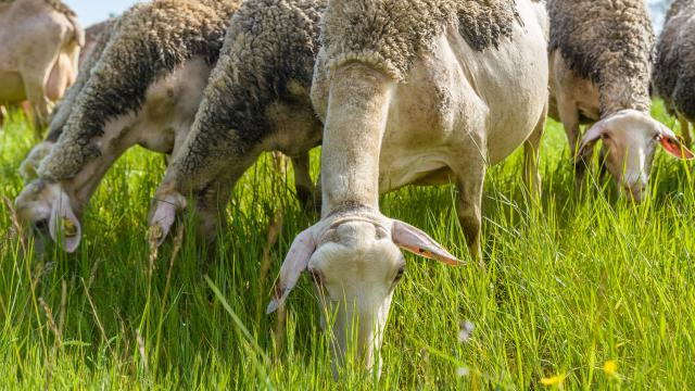 Lacaune ewes grazing on the Sauveterre plateau