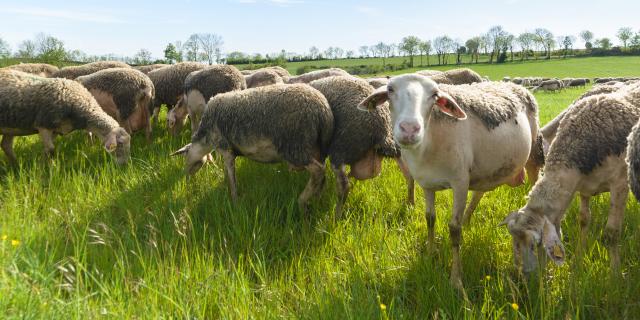Herd of sheep on the Causse se Sauveterre
