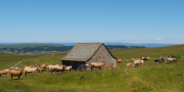Buron on Aubrac with herd of Aubrac cows.