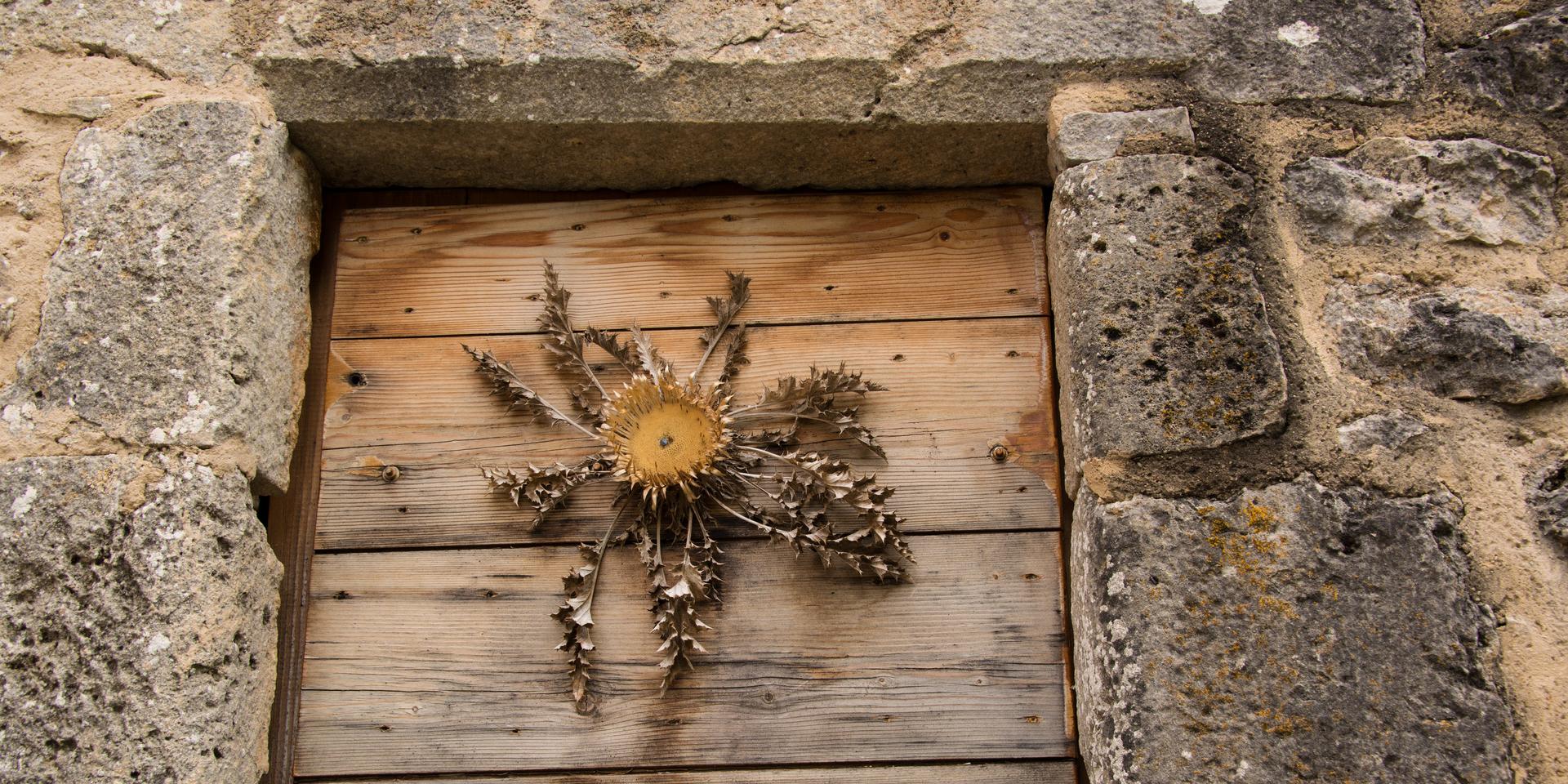 Cardabelle The real name of this thistle is Carline à feuilles d'acanthe, but it's known as Cardabelle in the region. It can be found dried and nailed to house doors in some villages as decoration, as a barometer (the central part of the flowerhead closes when bad weather approaches) or as a good-luck charm. The cardabella is now protected as it is endangered. So don't take it with you if you come across it on your way out onto the Lozère limestone plateaus.