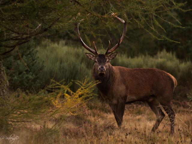 Stag - Stag bellowing in Aubrac