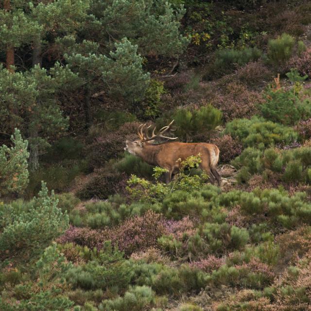 Le brame du cerf sur l Aubrac De l Aubrac aux Gorges du Tarn