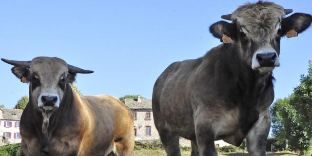 Two Aubrac bulls for Trelans