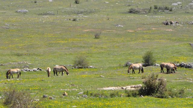 Semi-free Przewalski's horses on the causse méjean