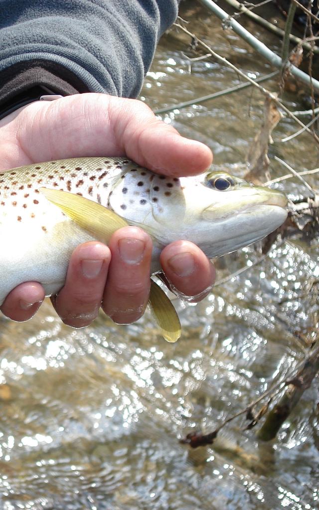 River trout in Lozère.