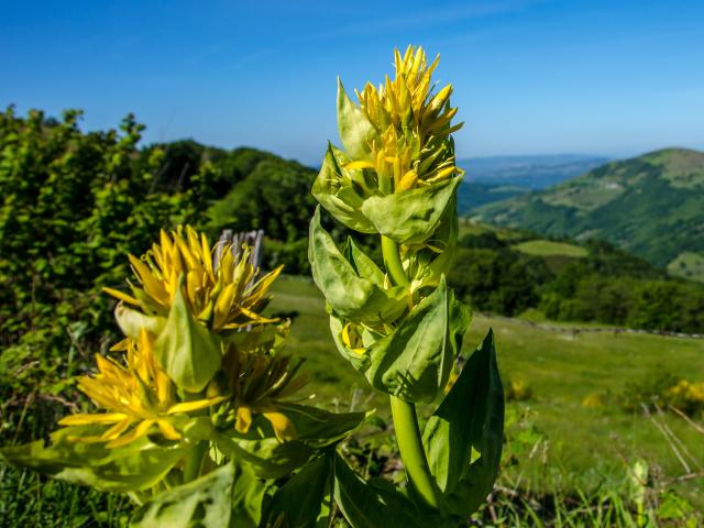 Gentian flowers on Aubrac - Lozère