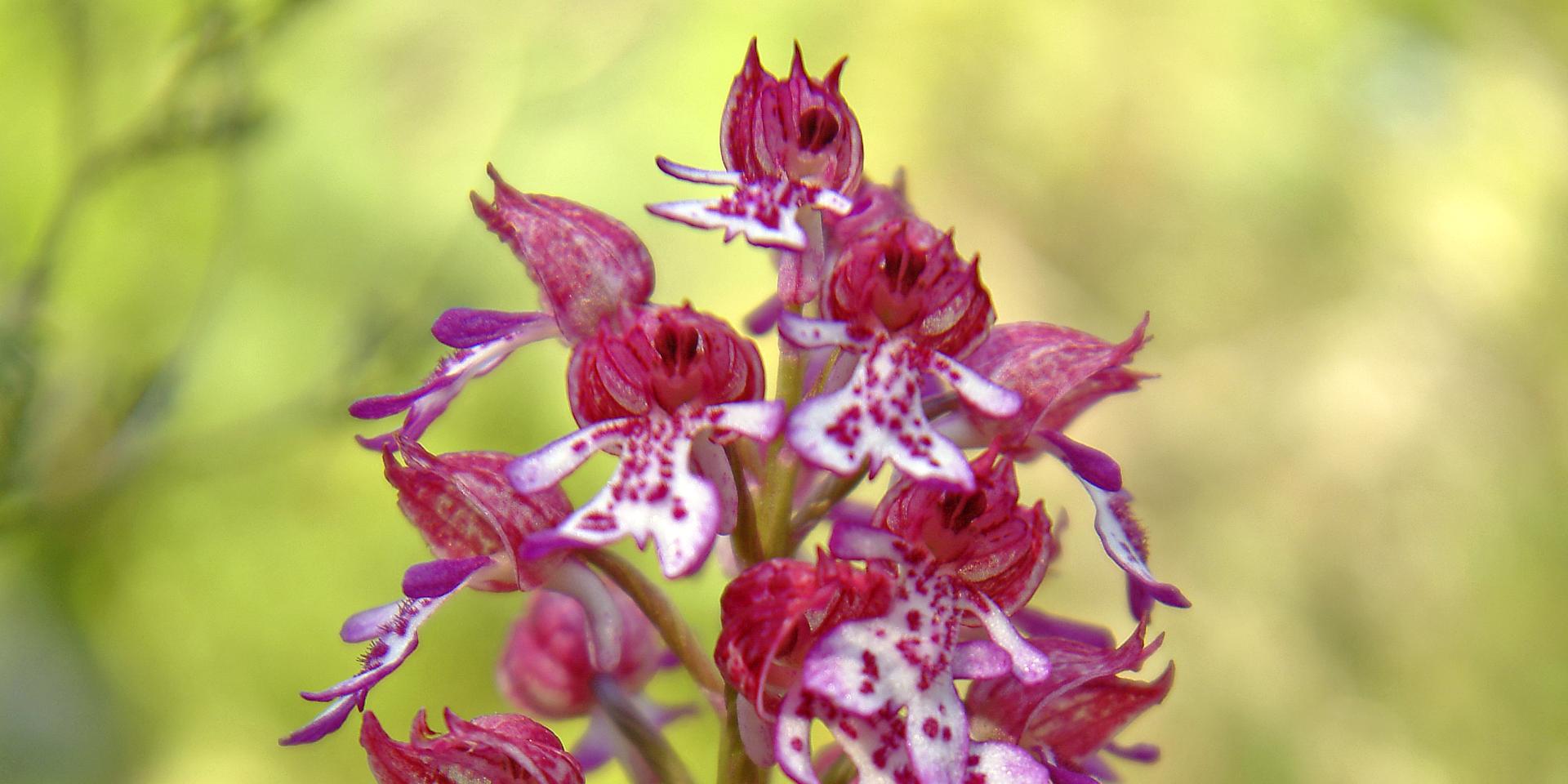 Wild pink and white orchid
