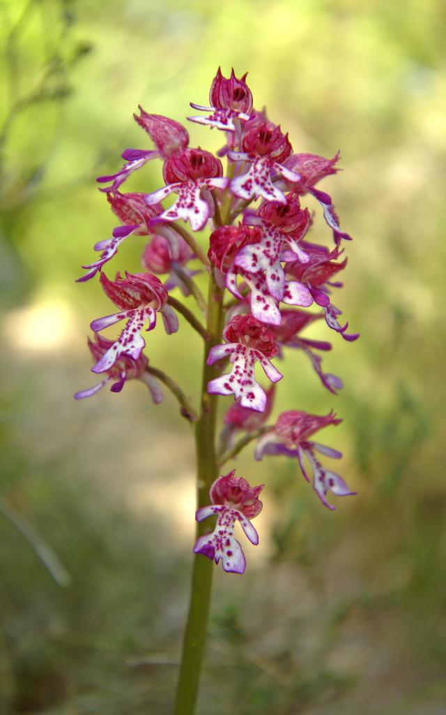 Wild pink and white orchid