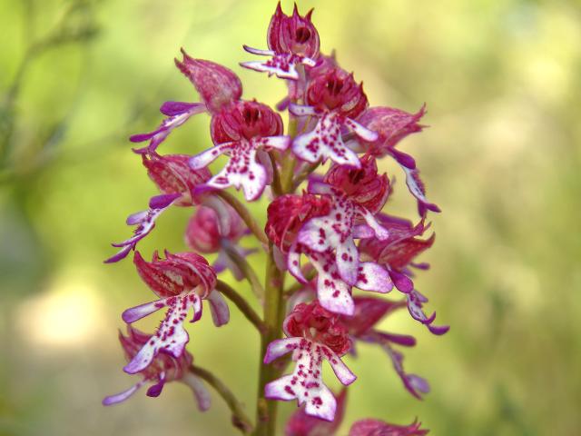 Orchidée sauvage rose et blanche