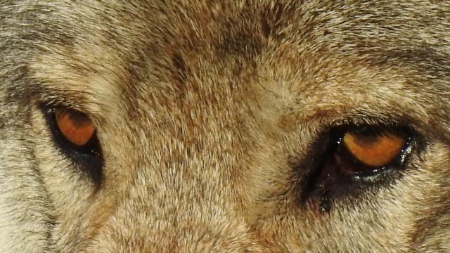 Regard de loup. Wolf park at Sainte Lucie en Margeride