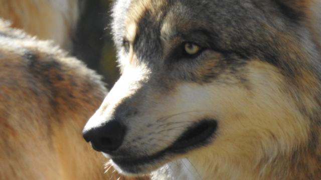 Loup au parc animalier Les loups du Gévaudanen Margeride. Visites commentées