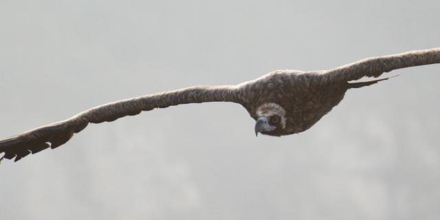 Le vautour moine en vol dans les Gorges du Tarn et de la Jonte. C'est un des rapaces les plus grands d’Europe.