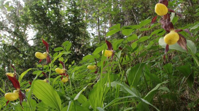 Sabot de Vénus wild orchids. Protected species on the Causse de Sauveterre and Causse Méjean.