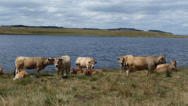 Aubrac cows on a lake in Aubrac