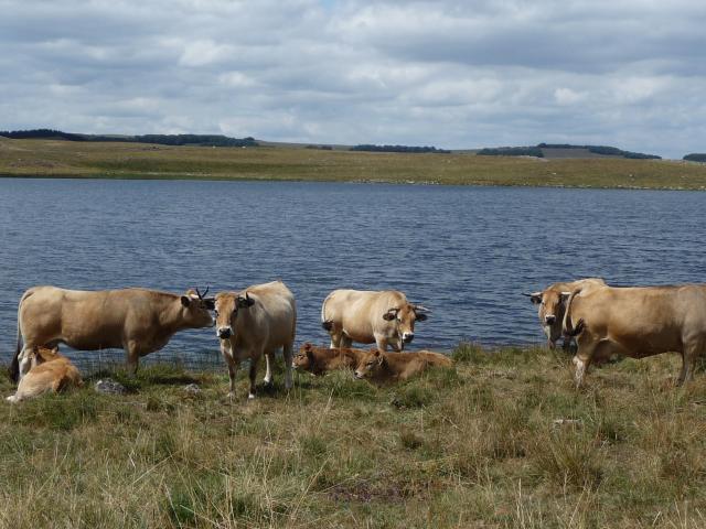 Aubrac cows on a lake in Aubrac