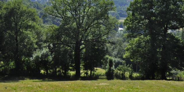 Paysage arboré sur le circuit pédestre les grès rouge dans la Vallée du Lot.