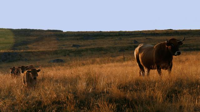 Herd of Aubrac cows in Aubrac.
