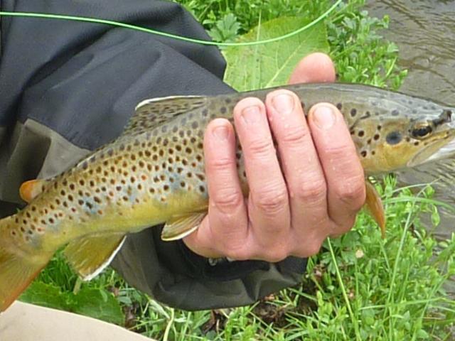 Fario trout, fishing in Lozère.