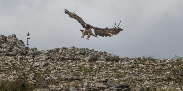 Vautour dans les Gorges du Tarn sur le point de se poser au sol.