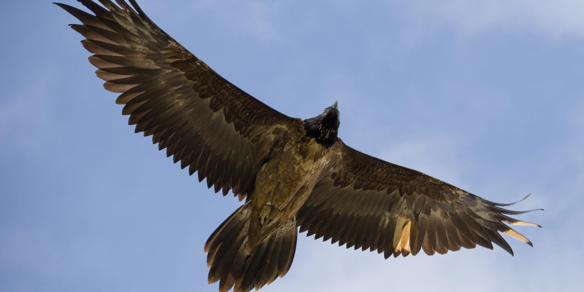 Le Gypaète barbu en vol est un vautour st le vautour le plus rare en Lozère, il est localisé dans les Gorges du Tarn et de la Jonte.