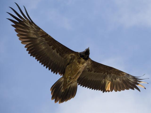The Bearded Vulture in flight is the rarest vulture in Lozère, and is located in the Gorges du Tarn et de la Jonte.
