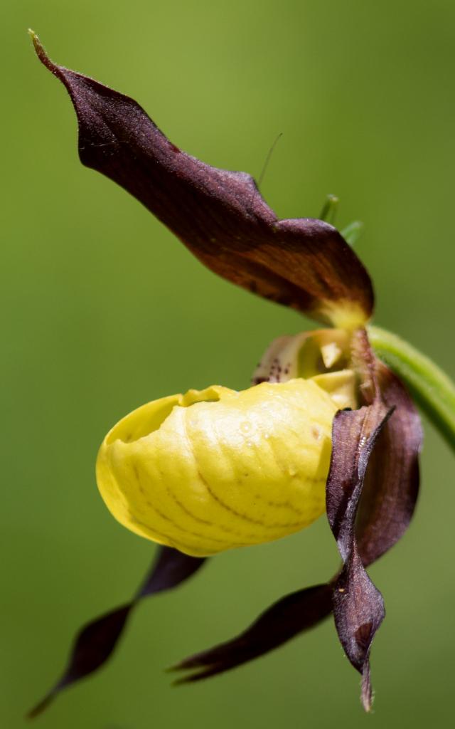 Sabot de Venus wild orchid on the Gorges du Tarn Natura 2000 site.
