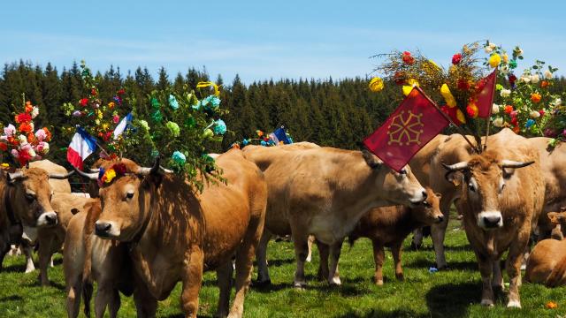 Transhumance on the Aubrac with cows decorated with branches of jeunets and multicolored paper flowers.