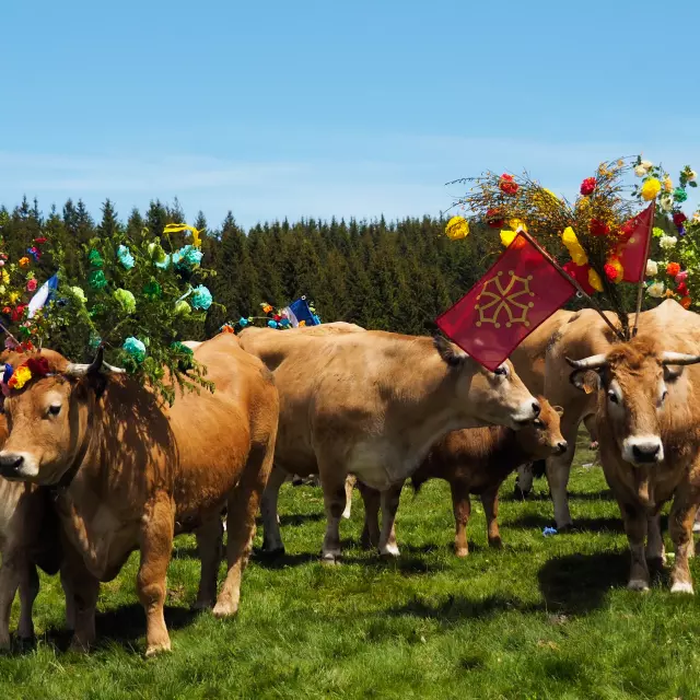 Transhumance on the Aubrac with cows decorated with branches of jeunets and multicolored paper flowers.