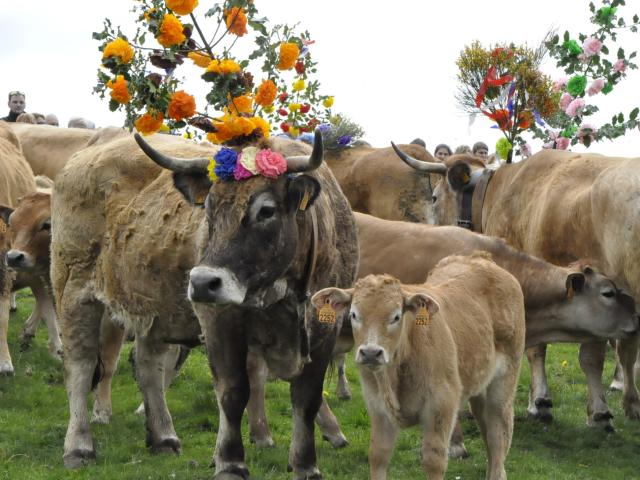 Aubrac cows, decorated for the transhumance from Bonnecombe to Aubrac on Sunday around May 25. All-day events with a parade of several herds, local produce market, festive entertainment and a meal with aligot.