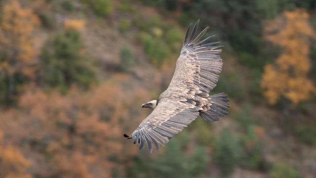 Griffon vulture in flight in the Gorges du Tarn et de La Jonte.