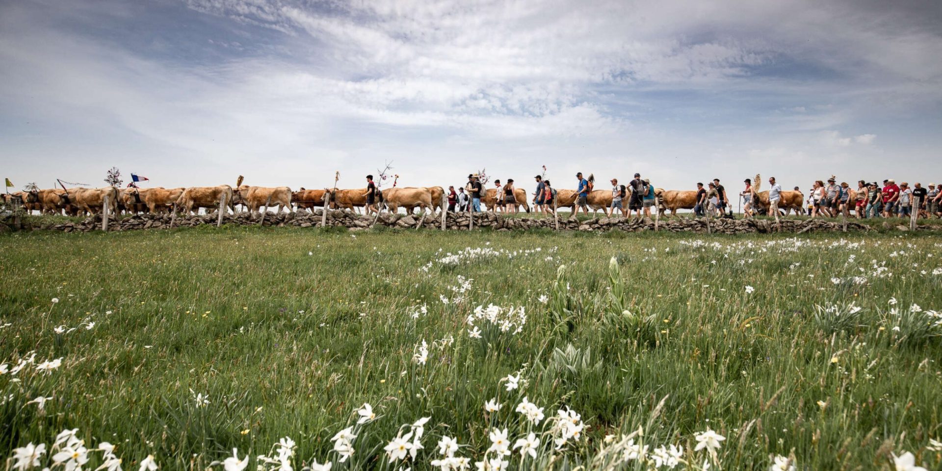 Transhumance on Aubrac Aveyronnais.