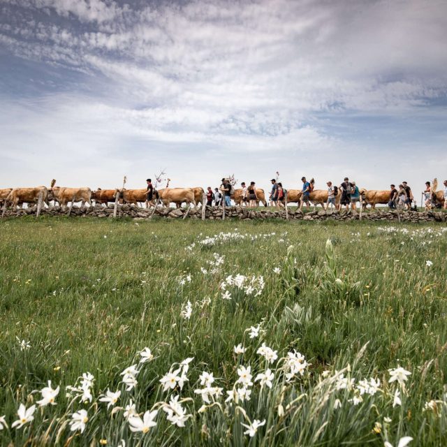 Transhumance on Aubrac Aveyronnais.