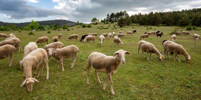 Troupeau de brebis sur le Causse Lozère.