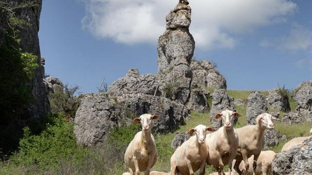 Lacaune ewes grazing on Causse Méjean.