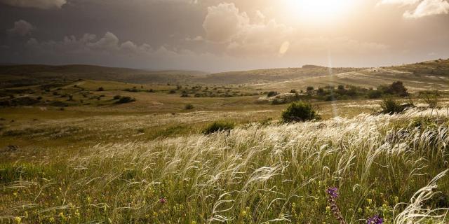 Plantes sauvages causse méjean Lozère