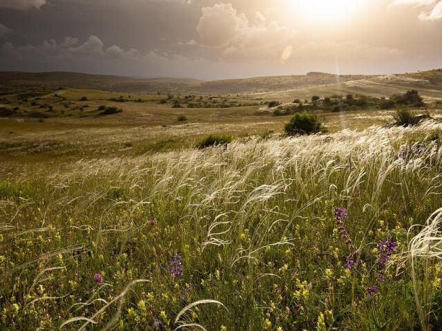 Plantes sauvages causse méjean Lozère
