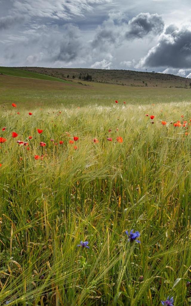 Champ blé coquelicots causse