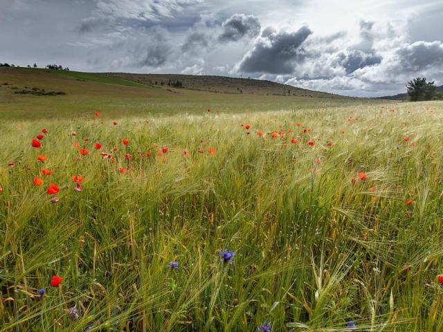 Wheat field poppies causse